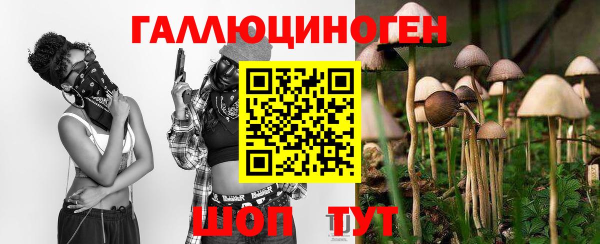 Галлюциногенные грибы Psilocybe Городец